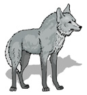 lobo em inglês