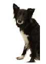 border collie