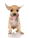 Chihuahua Chihuahua