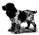 Cocker Spaniel Cocker Spaniel