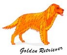 golden retriever golden retriever