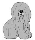 Old English Sheep dog Old English Sheep dog