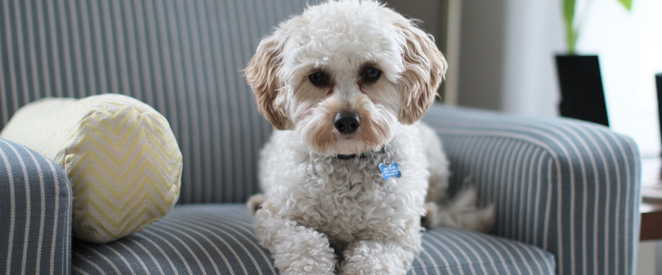 Inglês - Like dogs watching TV… que é isso