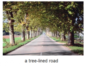 a tree-lined road