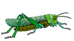 grasshopper