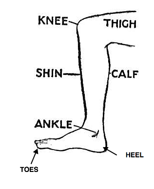 partes do corpo em inglês perna e pé