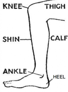 Partes do corpo em inglês, perna