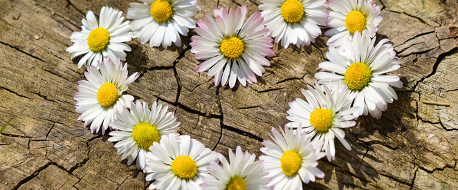 flores em ingles