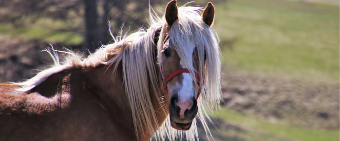 Expressão em inglês straight from the horse’s mouth