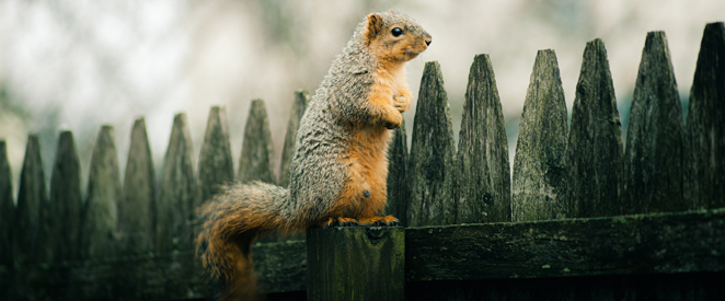 Expressão idiomática em inglês sit on the fence